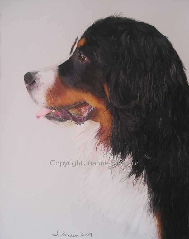 Bernese Mountain dog pet portrait by Joanne Simpson